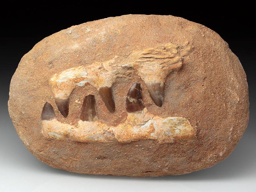 Mosasaurierkiefer aus der Kreidezeit