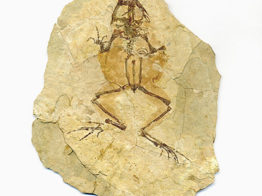 versteinerter Frosch