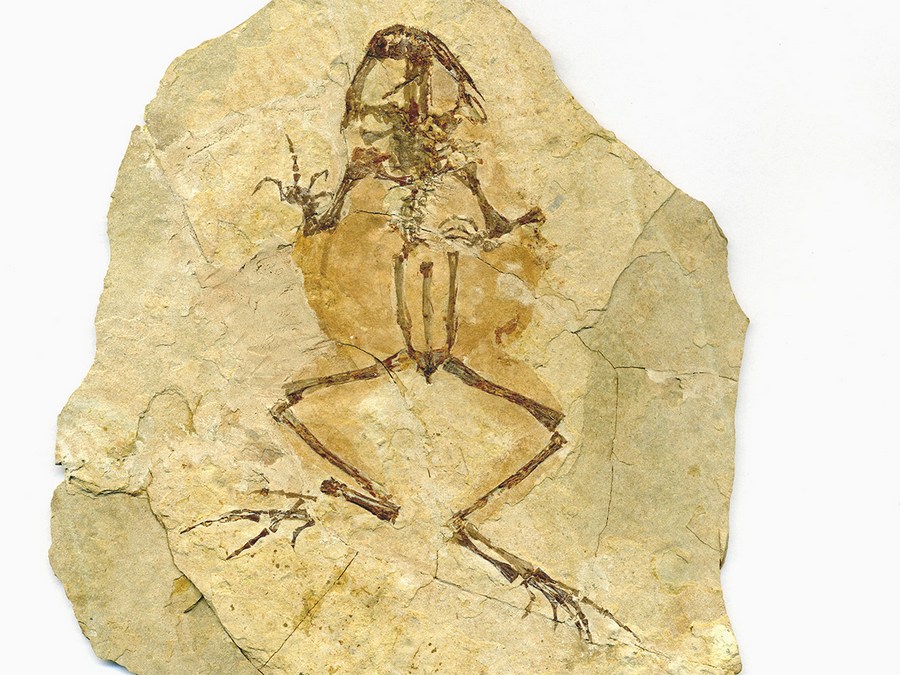 versteinerter Frosch