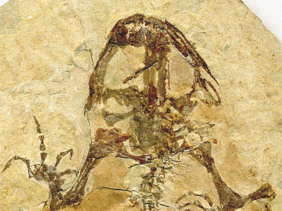 versteinerter Frosch