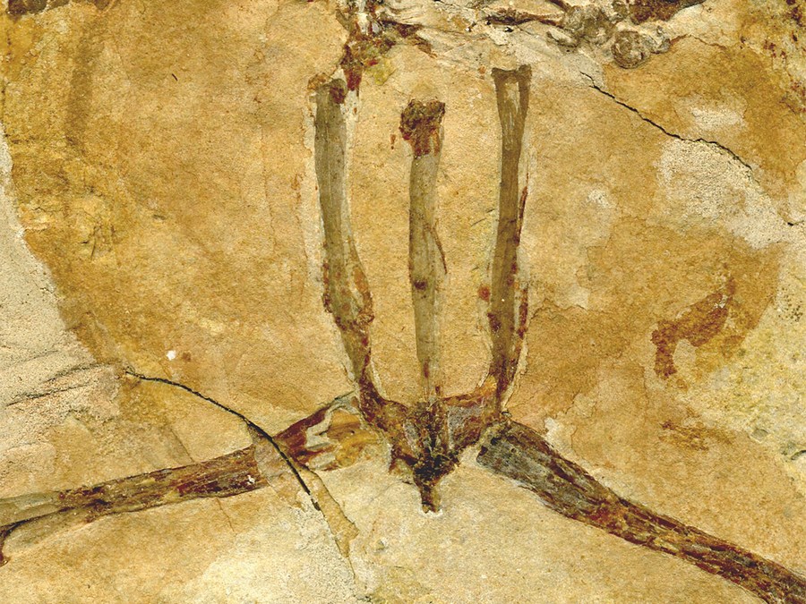 versteinerter Frosch