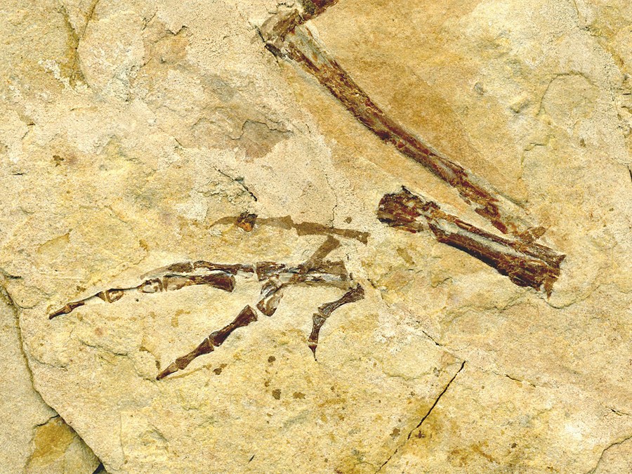 versteinerter Frosch