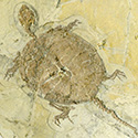 versteinerte Schildkröte aus der Kreidezeit