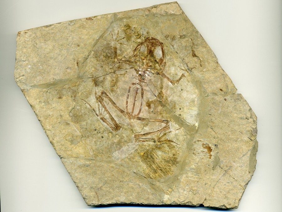 versteinerter Frosch