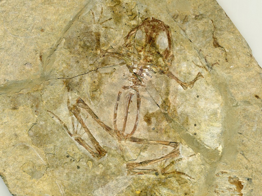 versteinerter Frosch