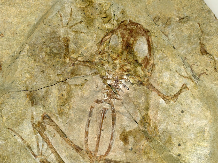 versteinerter Frosch