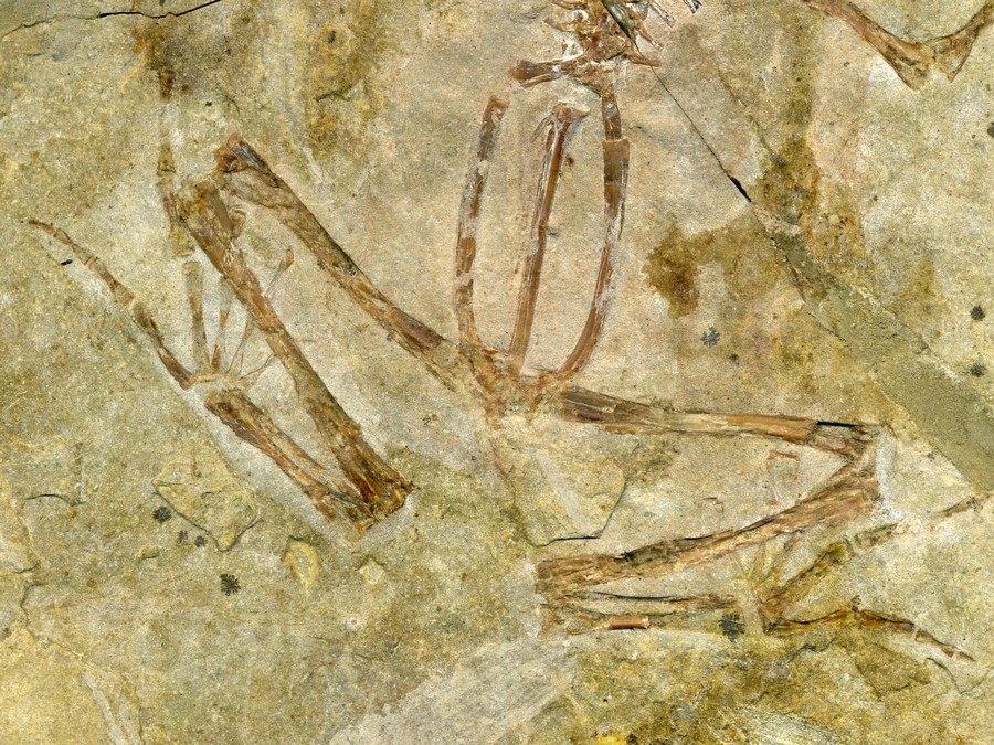 versteinerter Frosch