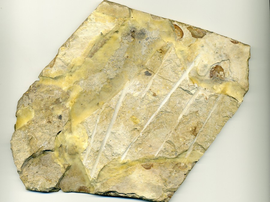 versteinerter Frosch