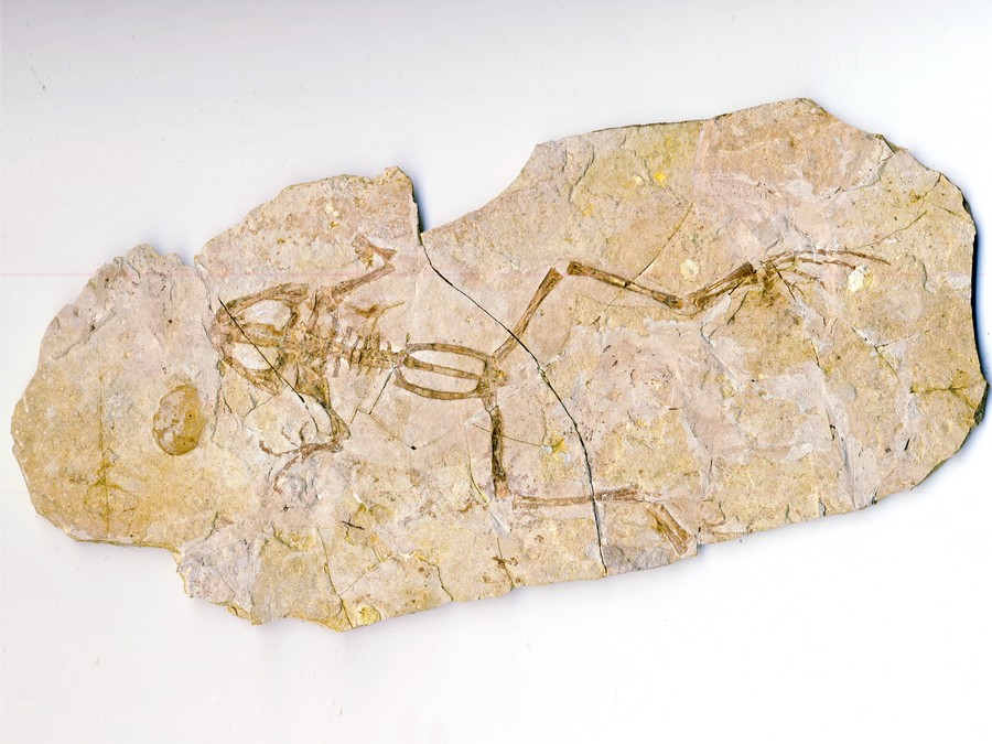 versteinerter Frosch