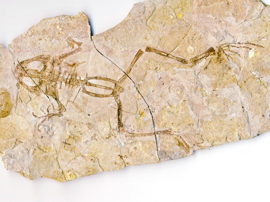 versteinerter Frosch