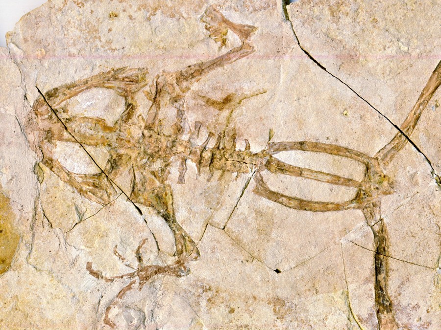 versteinerter Frosch