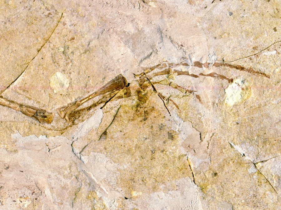 versteinerter Frosch