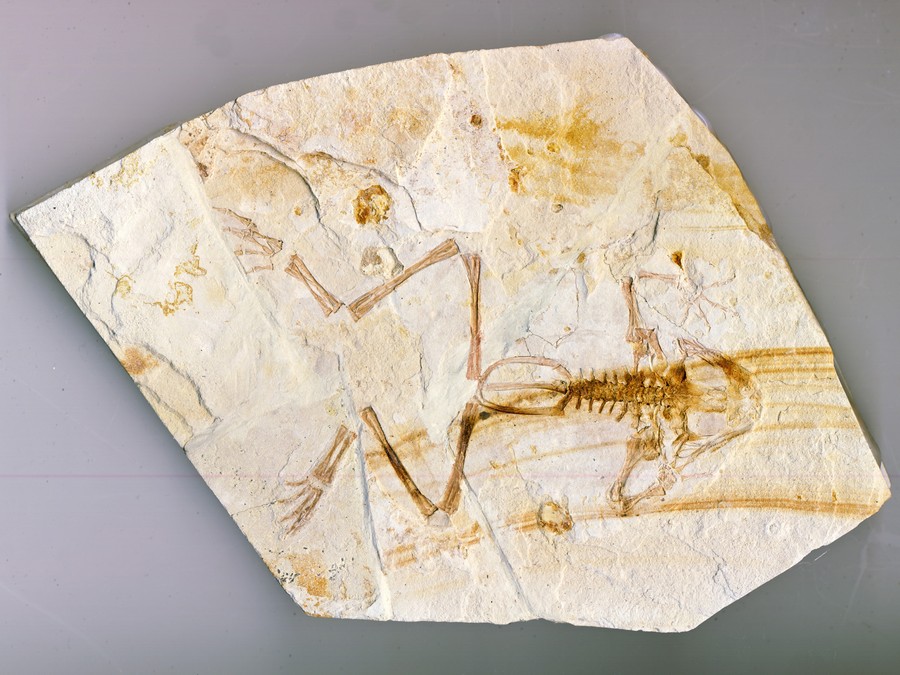 versteinerter Frosch