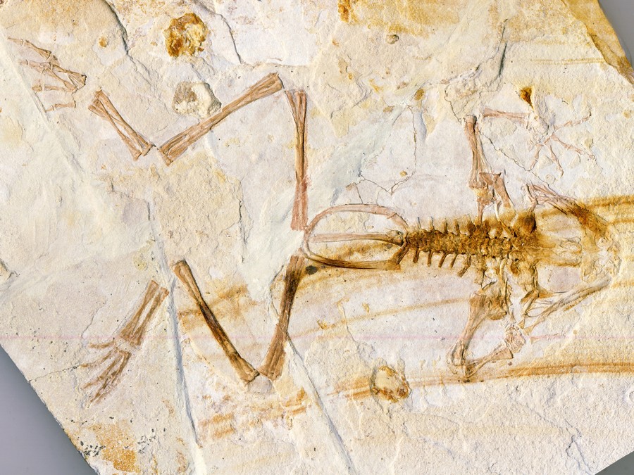 versteinerter Frosch