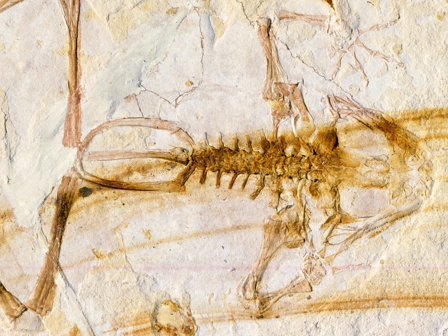 versteinerter Frosch