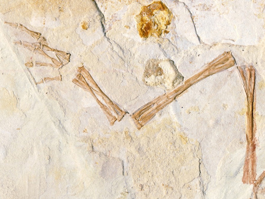 versteinerter Frosch