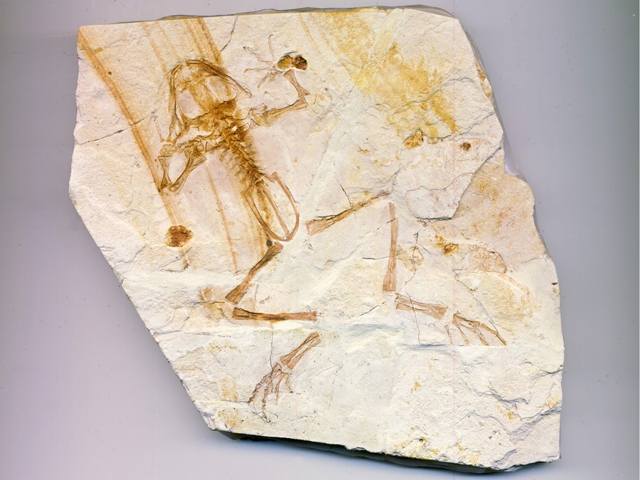 versteinerter Frosch