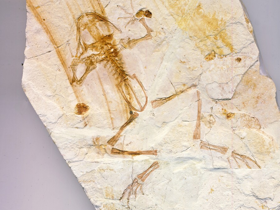 versteinerter Frosch