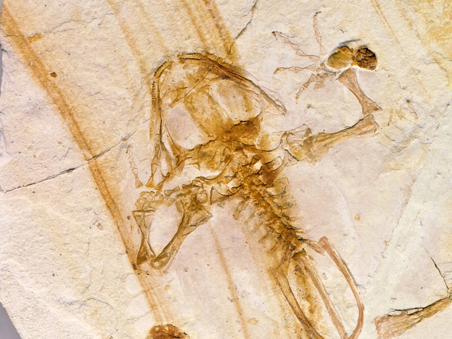 versteinerter Frosch