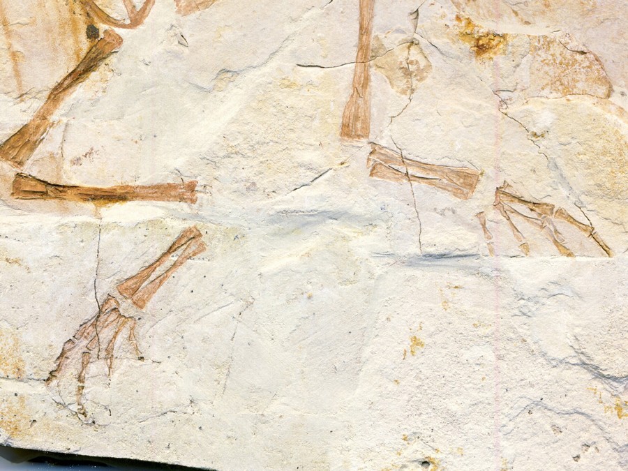 versteinerter Frosch