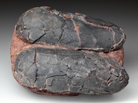 2 Oviraptor-Eier