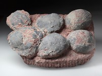 6 Hadrosaurier-Eier