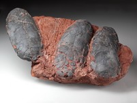 3 Oviraptor-Eier