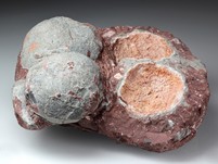 4 Hadrosaurier-Eier