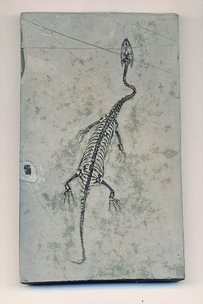 Schwimmsaurier aus der Trias