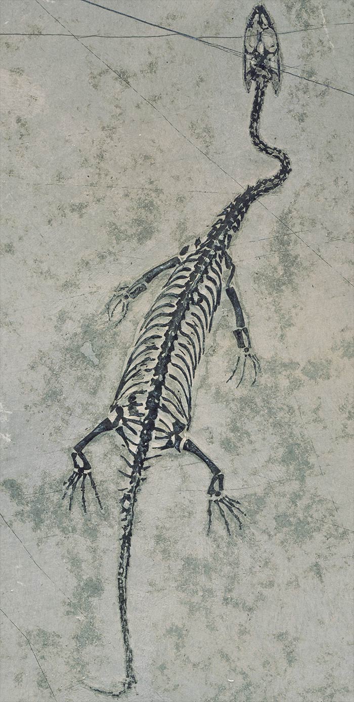 Schwimmsaurier aus der Trias