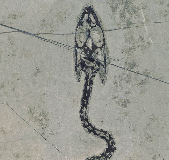 Schwimmsaurier aus der Trias