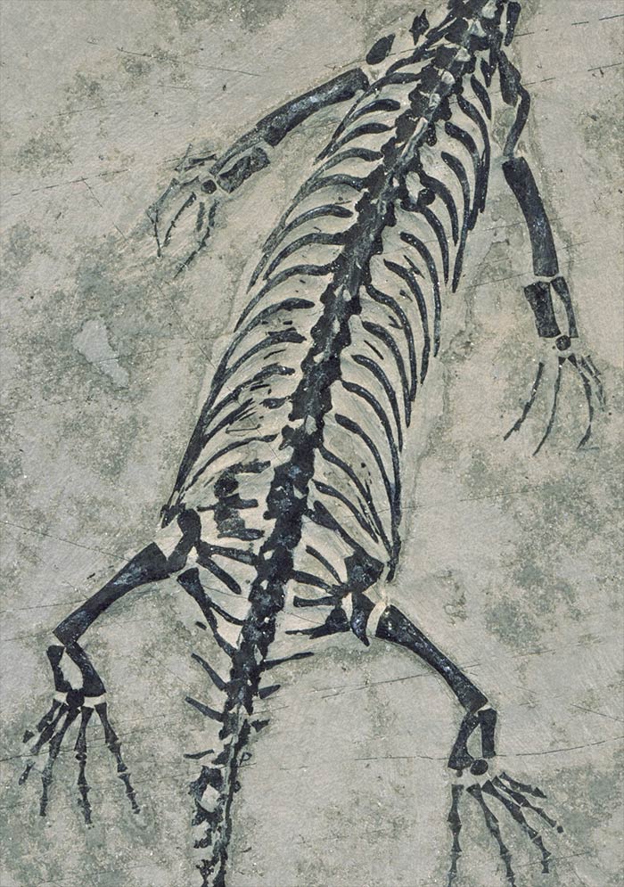 Schwimmsaurier aus der Trias