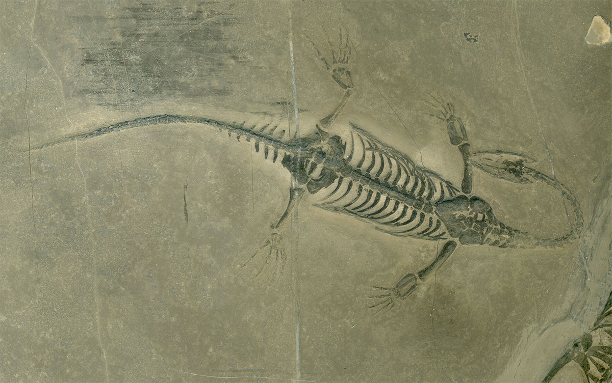Schwimmsaurier aus der Trias