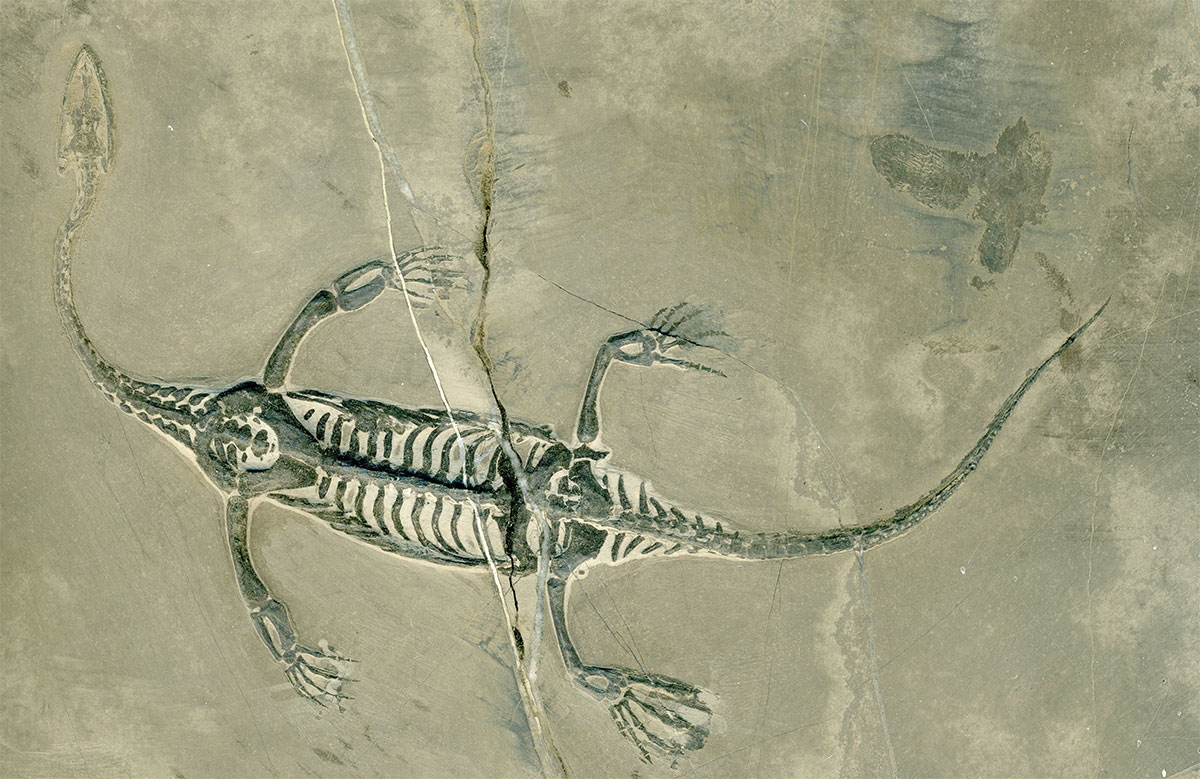 Schwimmsaurier aus der Trias