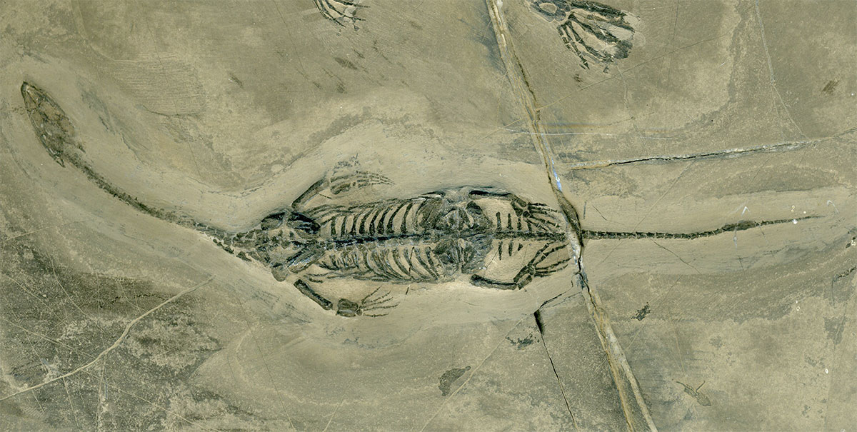 Schwimmsaurier aus der Trias