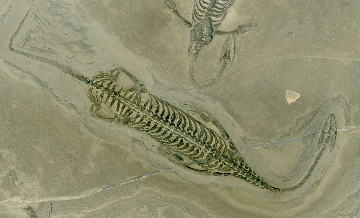 Schwimmsaurier aus der Trias
