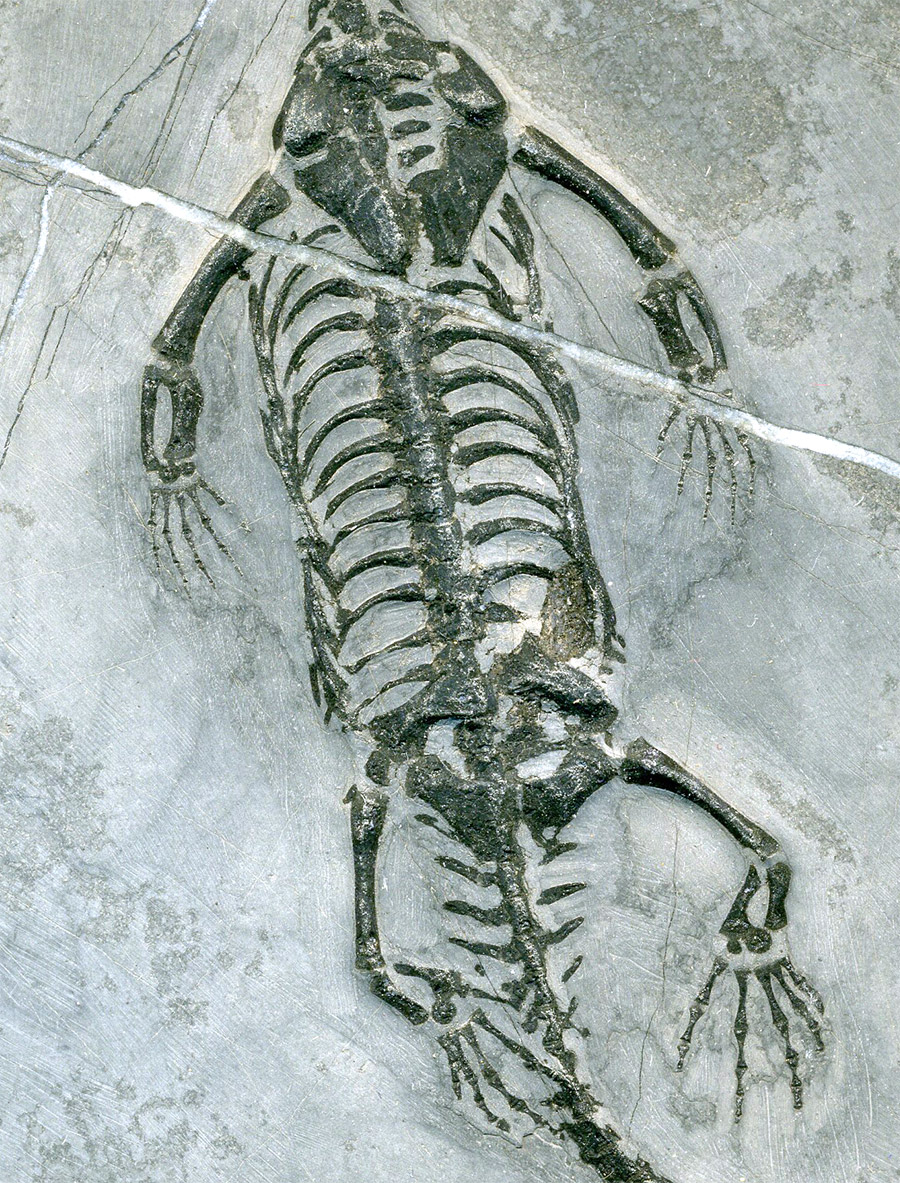 Schwimmsaurier aus China