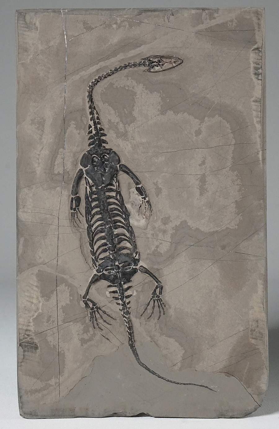 Schwimmsaurier aus China Schwimmsaurier aus China