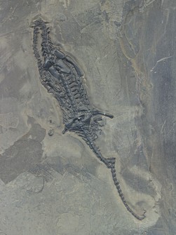 Schwimmsaurier aus China, Keichosaurier