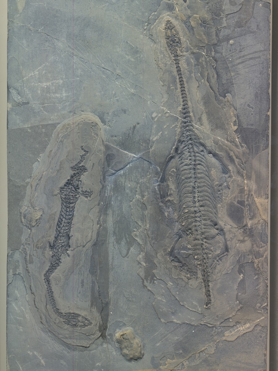 2 Keichosaurus hui 