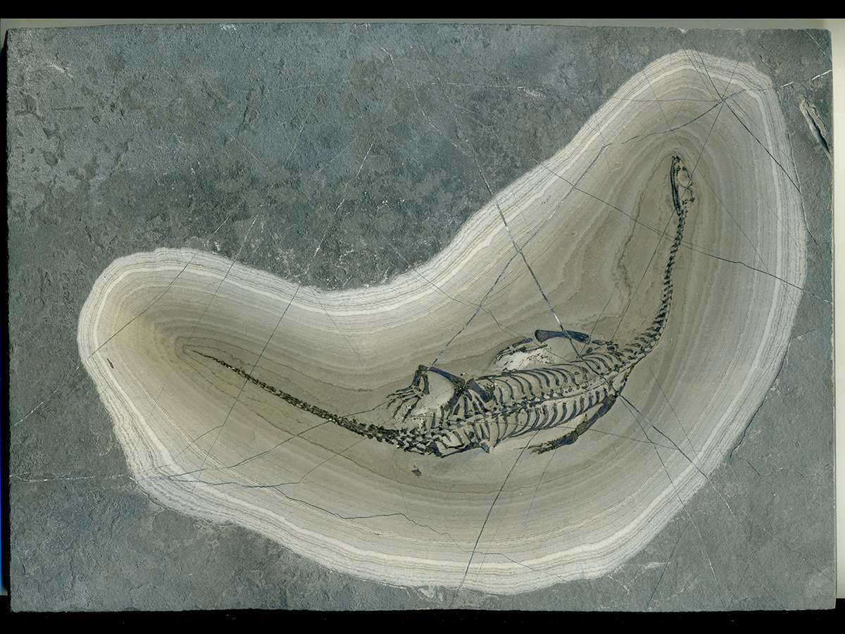 Schwimmsaurier aus der Trias zum Kaufen