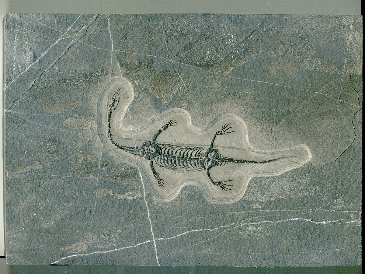 Schwimmsaurier aus der Trias zum Kaufen