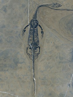 Schwimmsaurier aus China, Keichosaurier