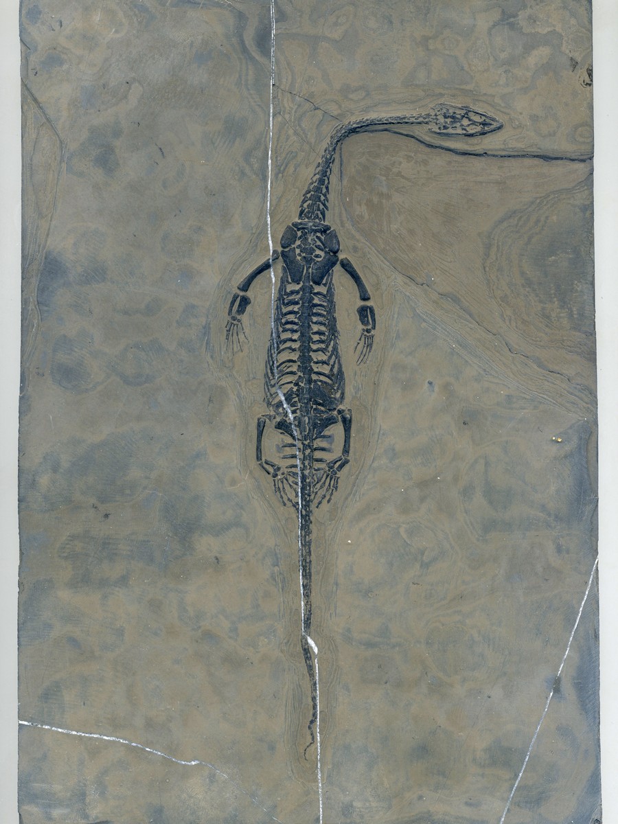Keichosaurus hui 