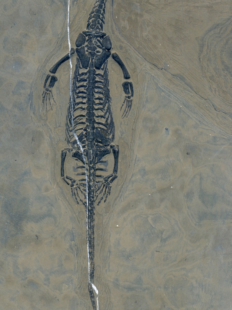 Keichosaurus hui 