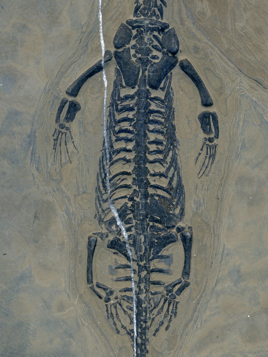 Keichosaurus hui 