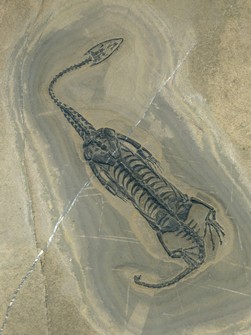Schwimmsaurier aus China, Keichosaurier