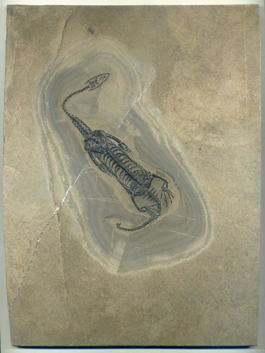 Keichosaurus hui 