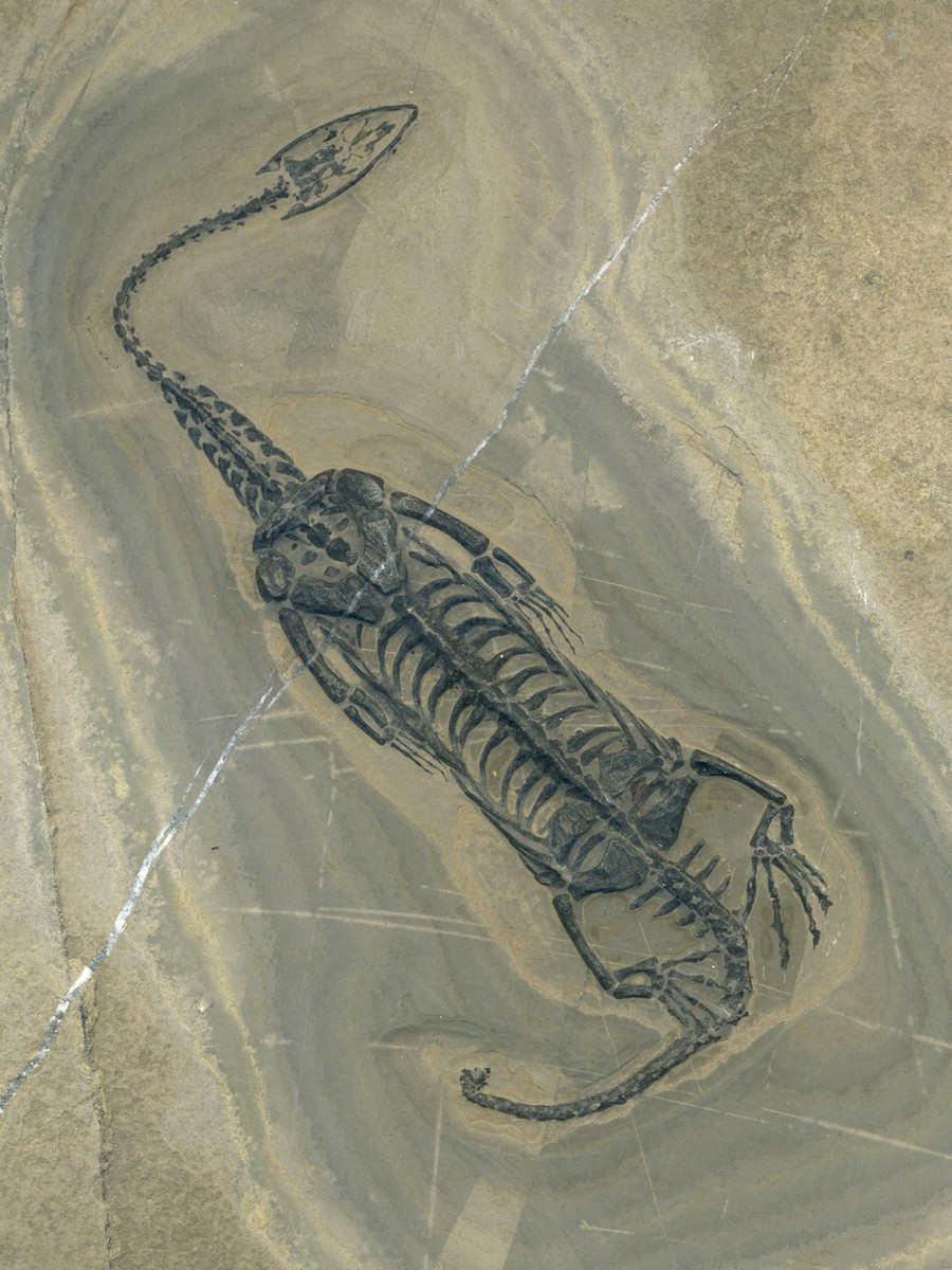 Keichosaurus hui 