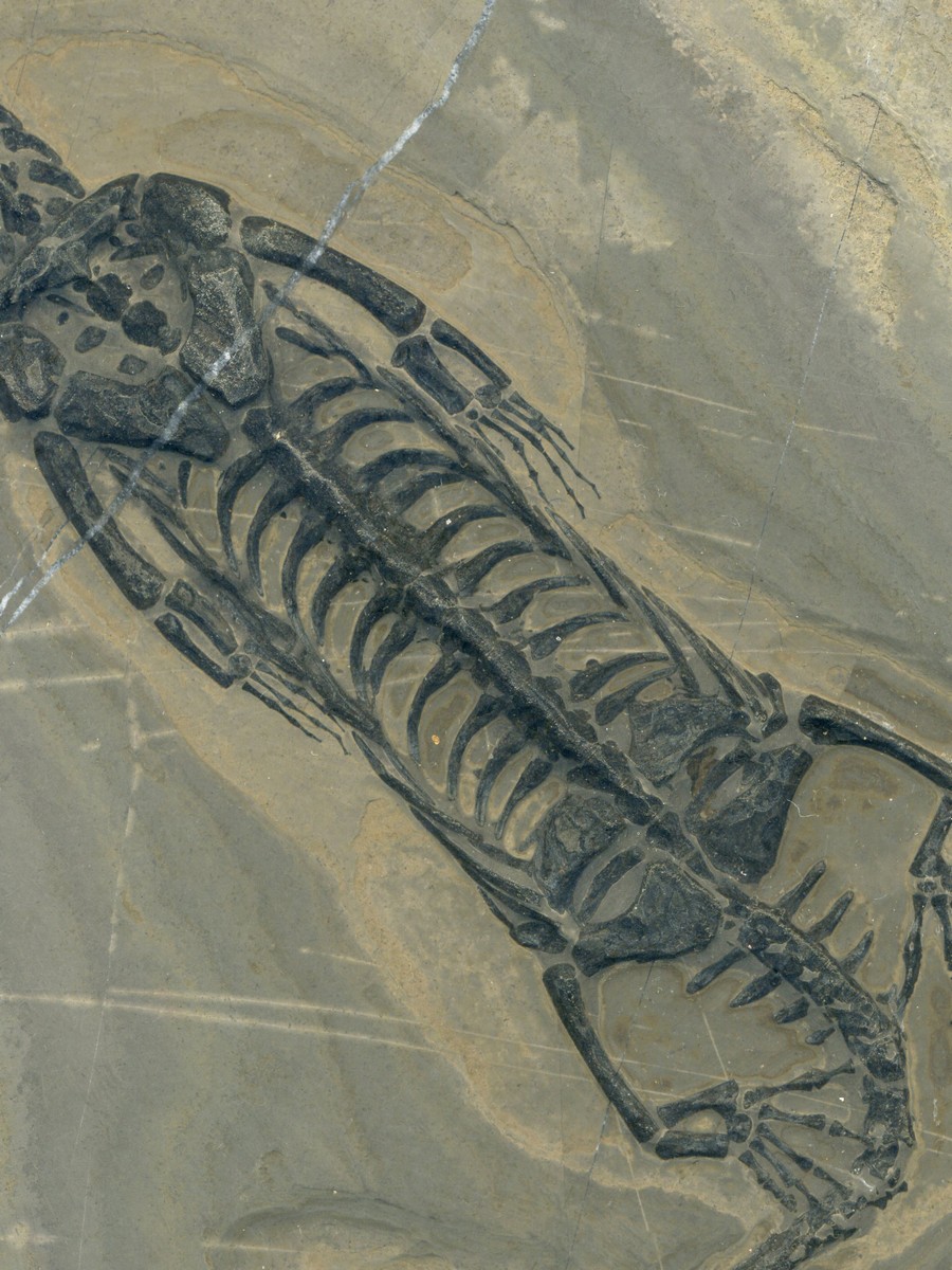 Keichosaurus hui 